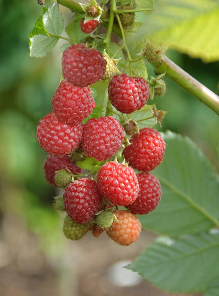 Beerenobst Schönhoff Gärten