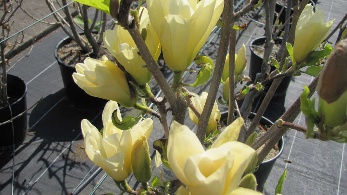 Gelbblühende Magnolie