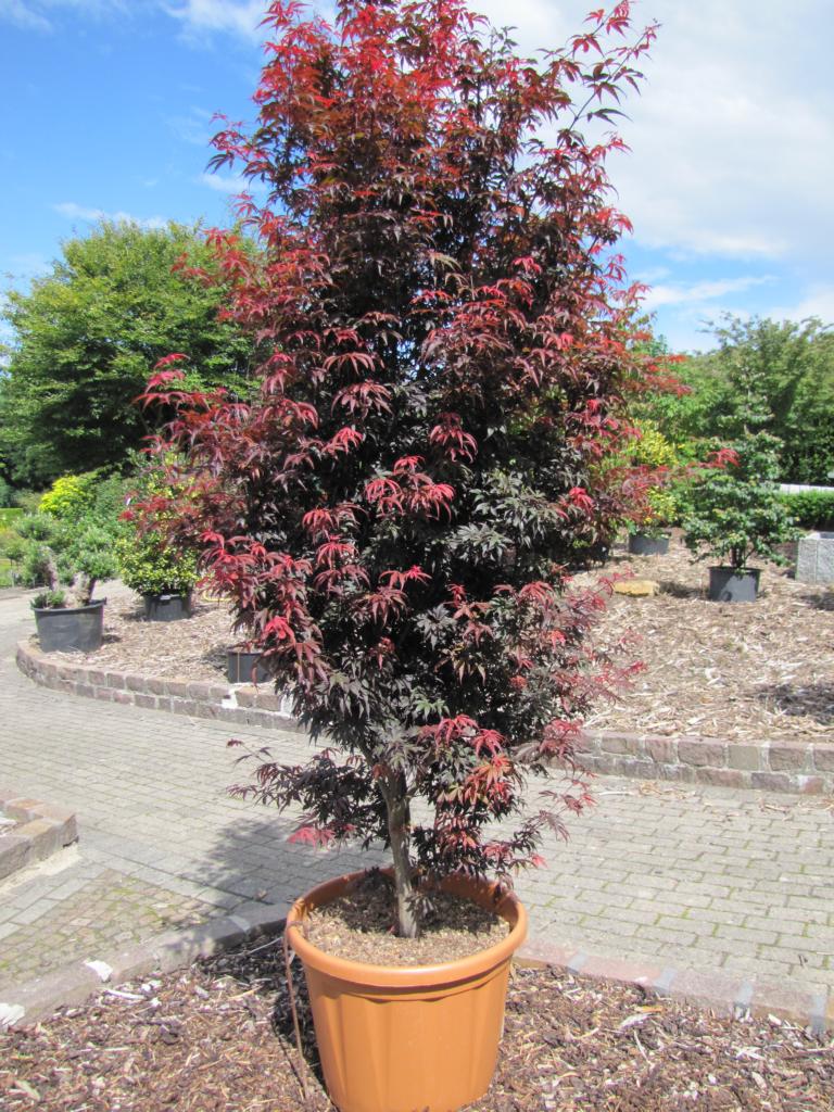 Roter Fächerahorn Skeeters Broom Schönhoff Gärten