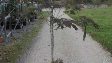 Seidenbaum